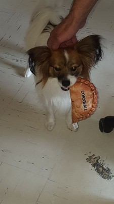 Harvey the pasty.jpg